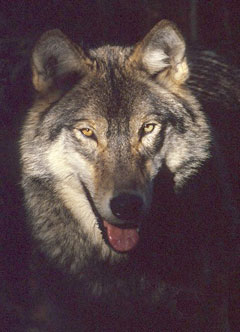 ellis - wolf 1