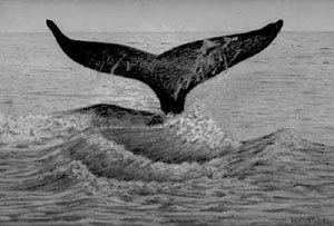 whale drawing by Nancy Nichols