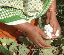 zameen hands of cotton picker